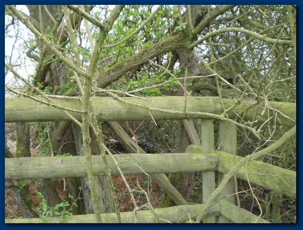 600x449 pixels (187K)